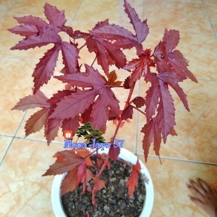 Jual Red Panama Bahan Bonsai Indonesia|Shopee Indonesia