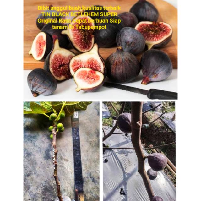 bibit pohon buah TIN BETLEHEM hitam super paling enak rasa manis lezat  nikmat - unggul unggulan stek | Shopee Indonesia