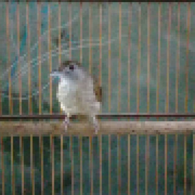 Jual Burung Kapas Tembak Indonesia|Shopee Indonesia 640_X_640_jpg