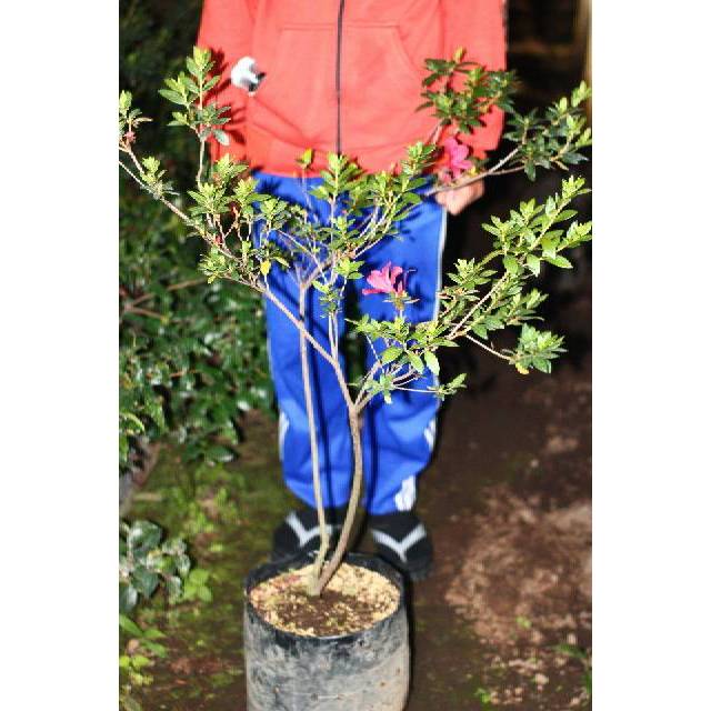 Jual TANAMAN HIAS AZALEA TANAMAN SALIYAH UNTUK HIASAN TAMAN  Indonesia|Shopee Indonesia