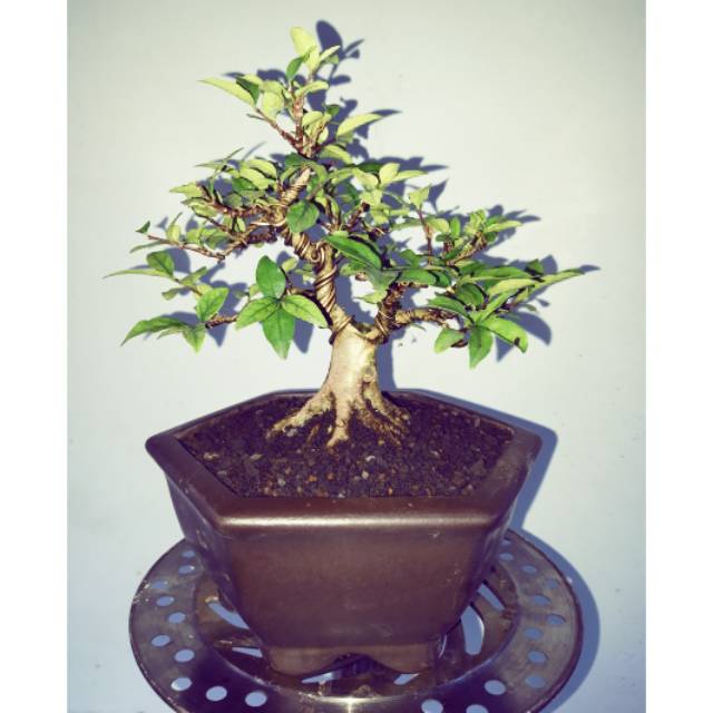 Jual Bonsai Mame Anting Putri (Wrightia Religiosa) Indonesia|Shopee  Indonesia