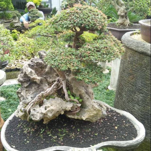 Jual Pohon Bonsai Ulmus,Limited Edition. Harga Grosir Dan Murah  Indonesia|Shopee Indonesia