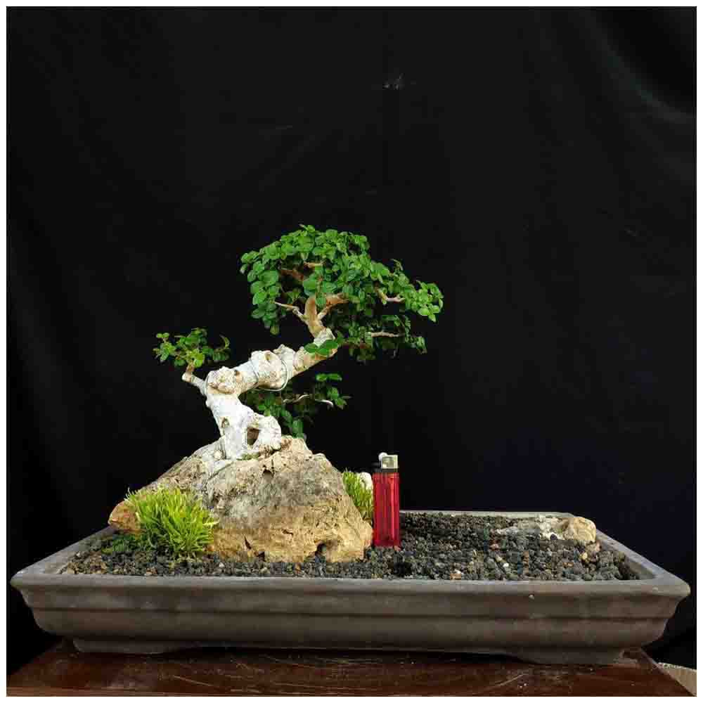 Jual Tanaman Hias Bonsai Pohon Serut On The Rock Ori Alam Small Indah  Indonesia|Shopee Indonesia