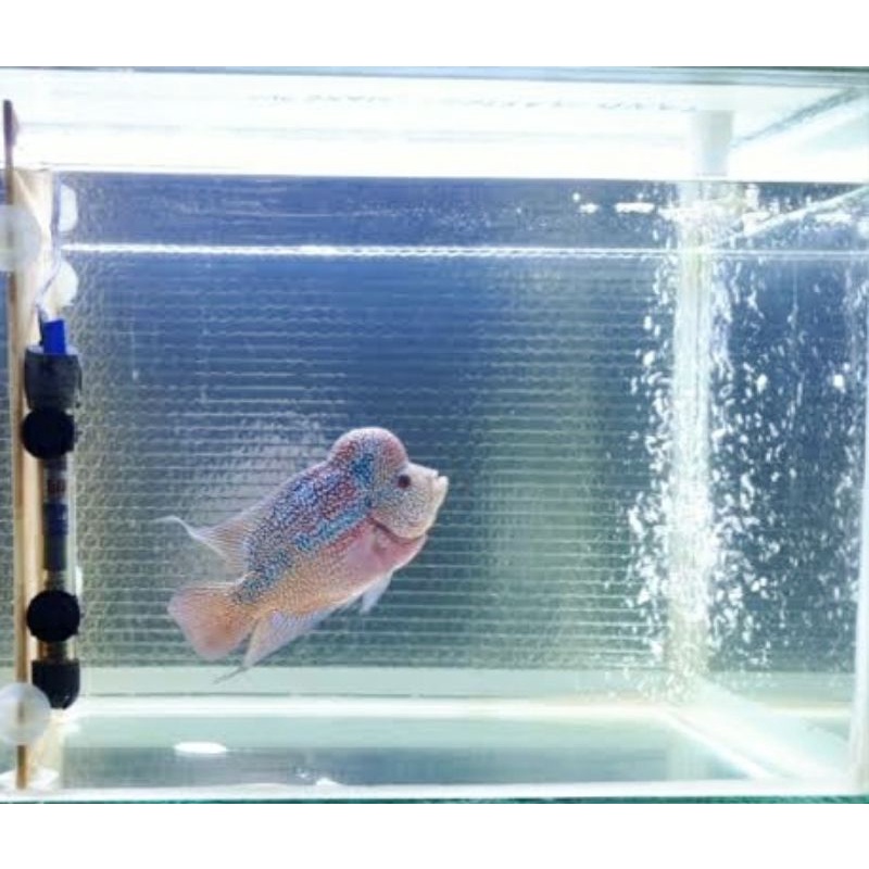 Jual Aluminium Foil Background Aquarium Alumunium Foil Meteran