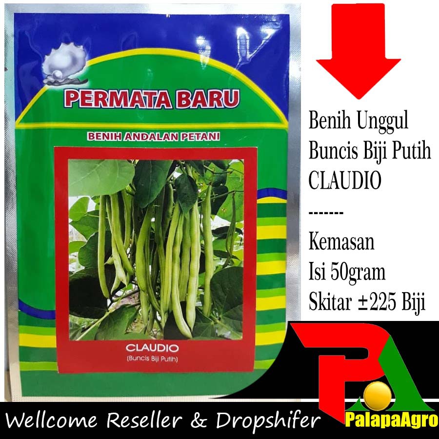 Isi 50gram Benih buncis biji putih CLAUDIO bibit buncis unggul