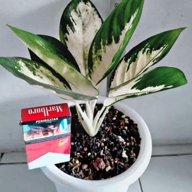Jual bibit aglonema Harga Terbaik Januari 2022 | Shopee Indonesia