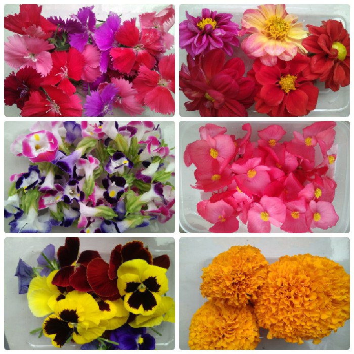 Mix edible flowers Berkualita Shopee Indonesia