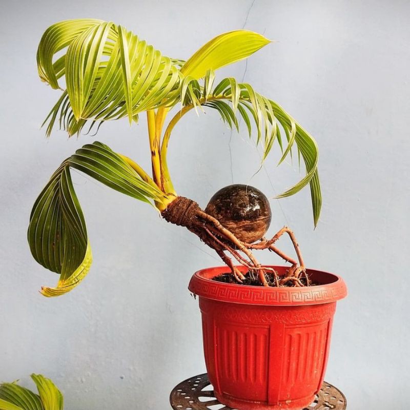 Jual Pohon Bonsai Kelapa Gading Kuning Gaya Gantung Style Natural  Indonesia|Shopee Indonesia