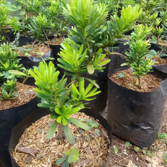 Jual Tanaman Bahan Bonsai Lohansung Cincuan / Kapsul Indonesia|Shopee  Indonesia