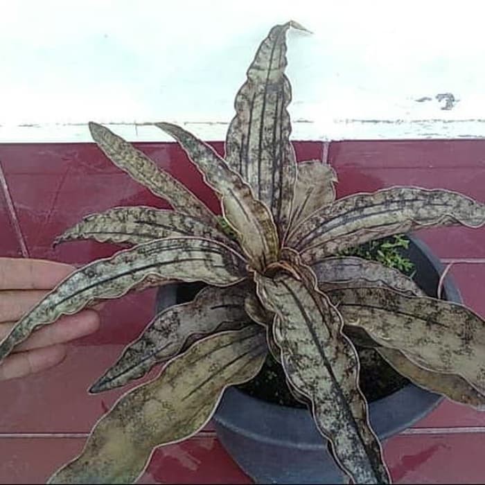 Jual Tanaman Hias Sansiviera Kirkli - Sansiviera Coklat Murah!!! | Shopee Indonesia