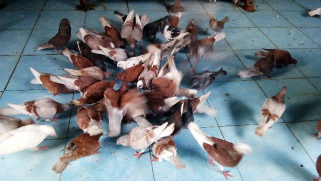Jual Jual Induk Merpati Balap | Shopee Indonesia
