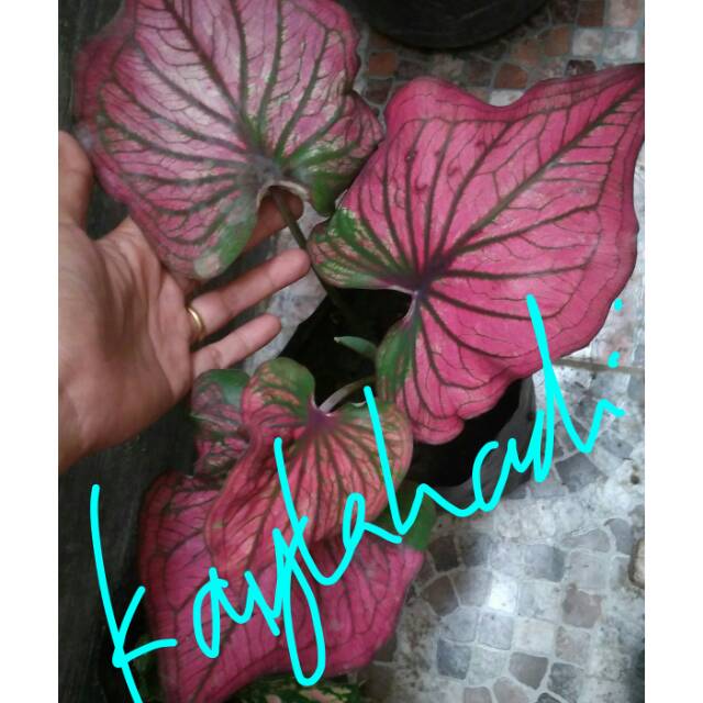 Keladi infinity caladium hias Shopee Indonesia