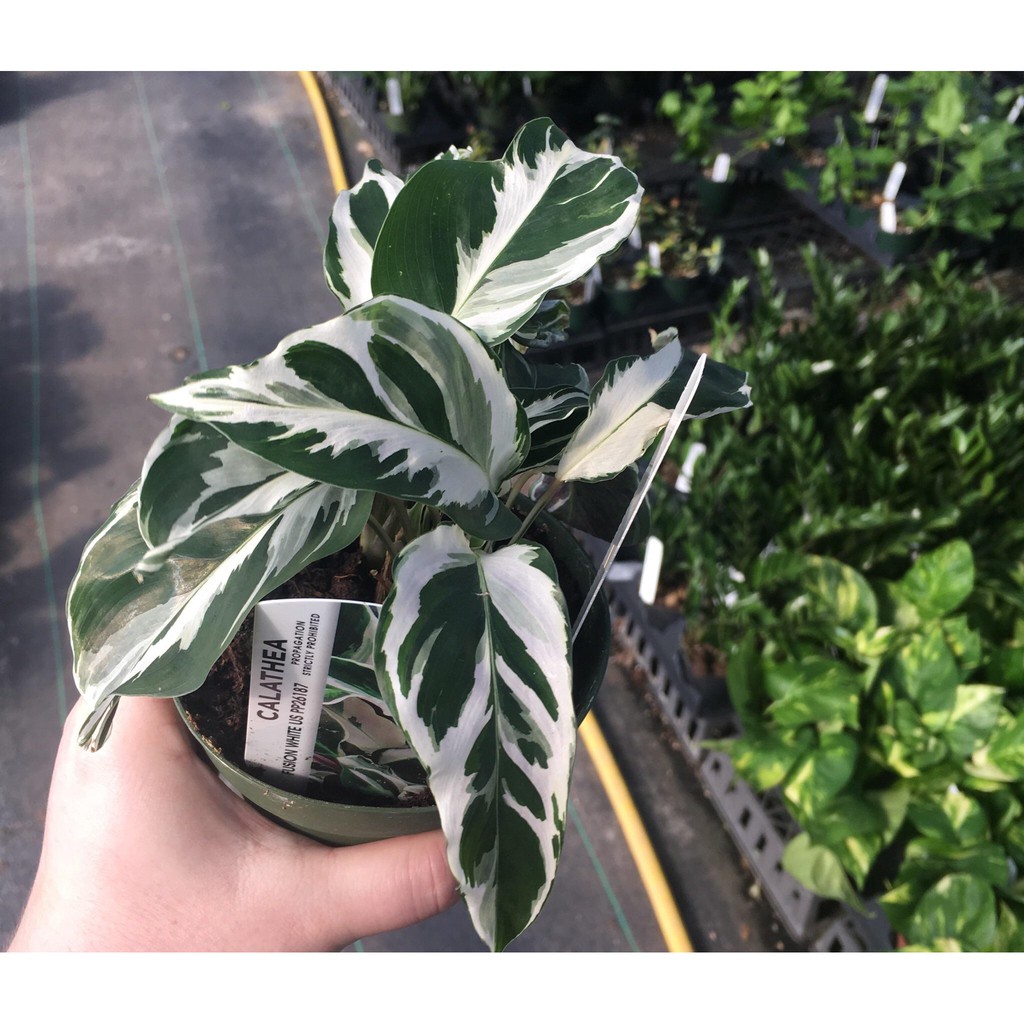 Jual Calathea White Fusion Tanaman Hias | Shopee Indonesia