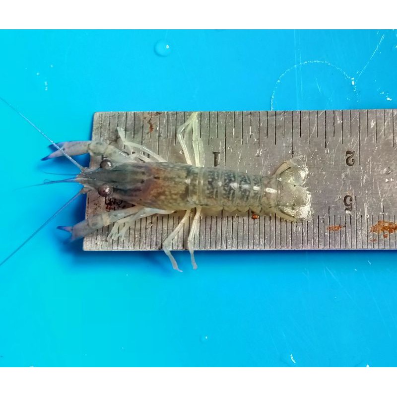 Bibit Lobster Air Tawar Red Claw ukuran 34cm / 1,5 inch Shopee Indonesia