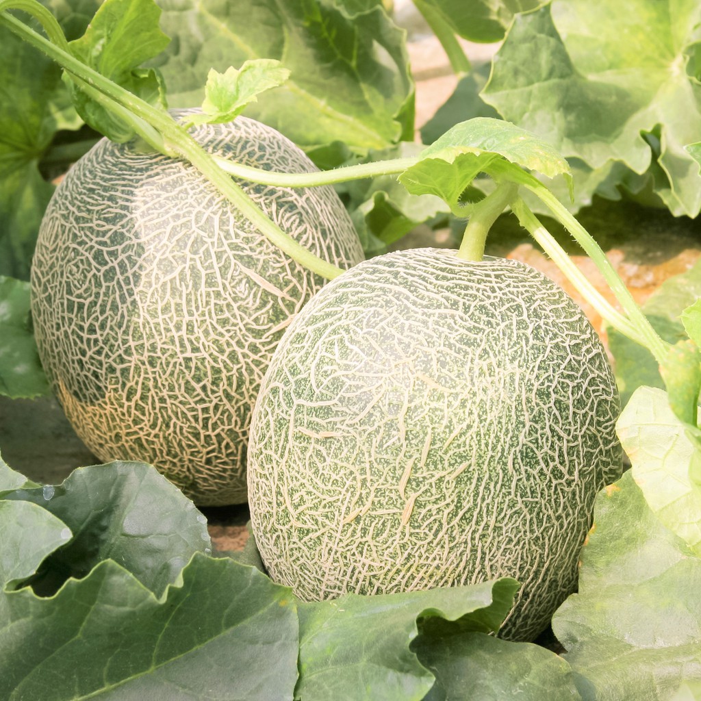 Bibit Melon Paling Bagus BIBIT TAMAN