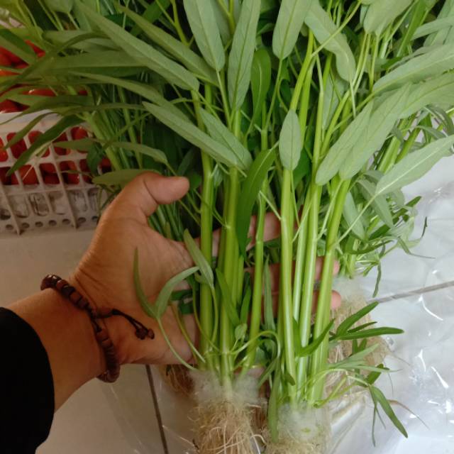 Kangkung Hidroponik Cara Menyemai Benih Kangkung Hidroponik Tutorial