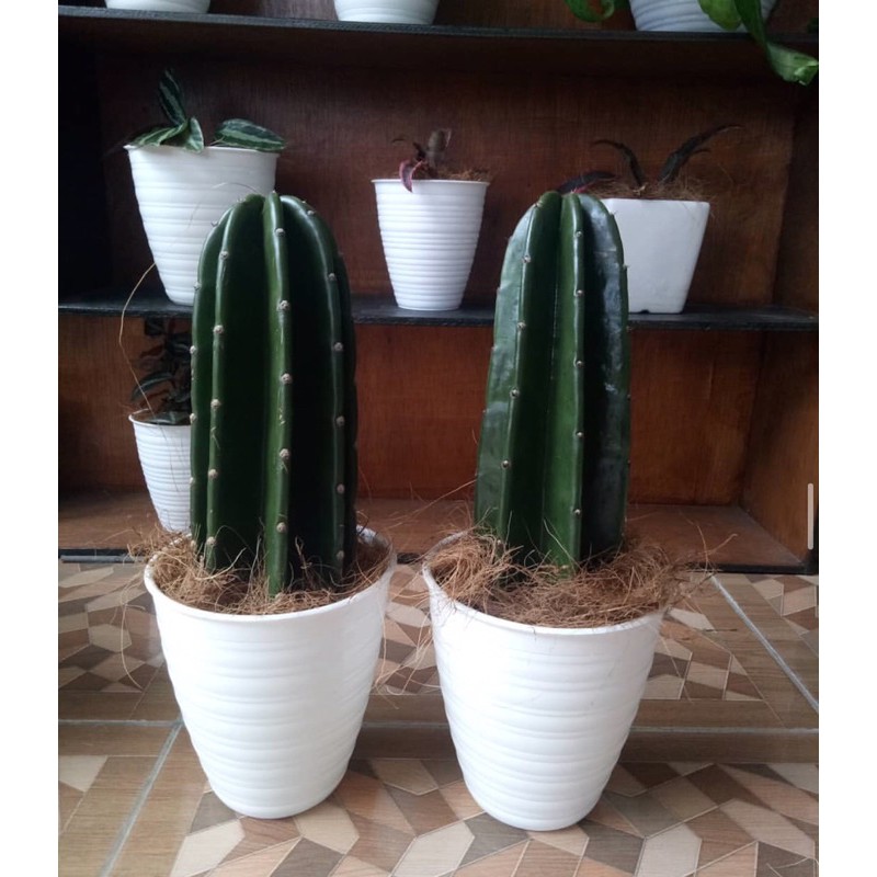 Tanaman hias indoor outdoor kaktus koboi pohon kaktustanaman hidup