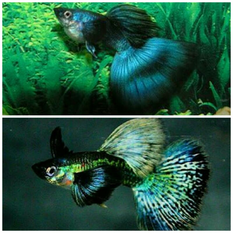 Harga Guppy Dragon Green Terbaru Maret 2022 | Biggo Indonesia