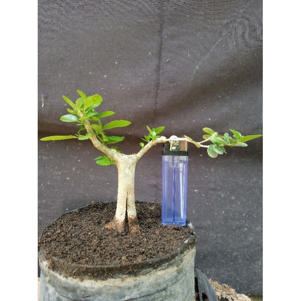 Jual Bahan Bonsai Sancang (Premna Microphylla) Program Mame Realpict /  Sesuai Gambar Mantap Sudah Pecah Batang. Indonesia|Shopee Indonesia