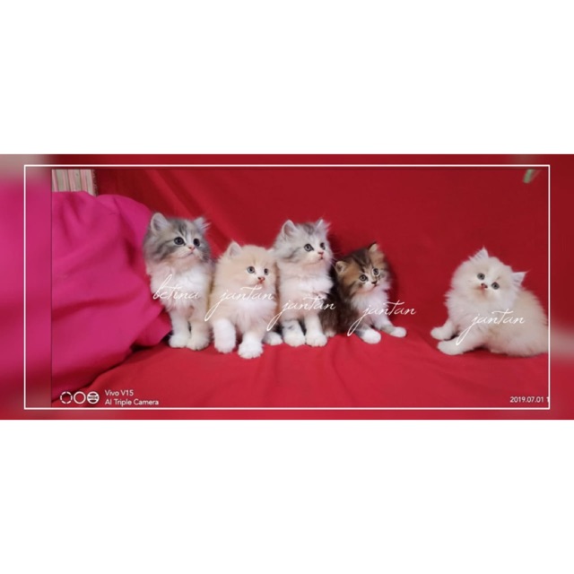 Kucing kitten persian longhair bulu kapas Shopee Indonesia