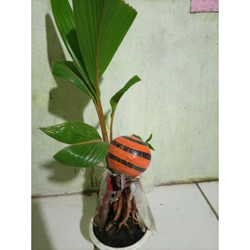 Jual Bonsai Kelapa Motif Lebah Madu Indonesia|Shopee Indonesia