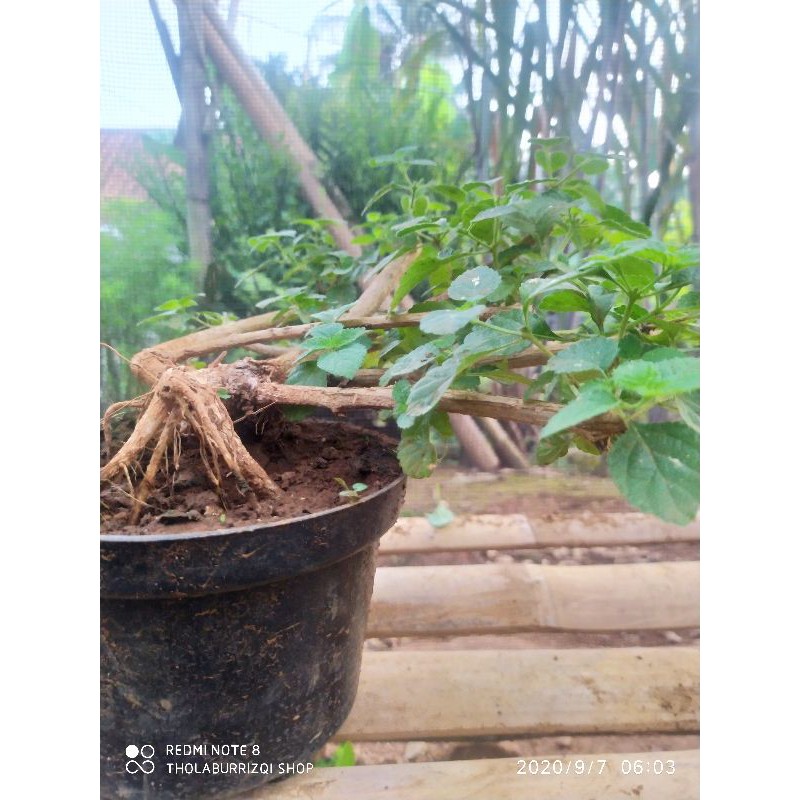 Jual Bahan Bonsai Lantana Indonesia|Shopee Indonesia