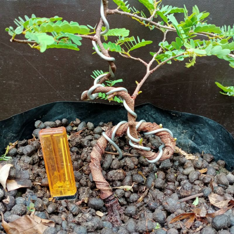 Jual Bahan Bonsai Asam Jawa Program Akar Pecah Batang Indonesia|Shopee  Indonesia