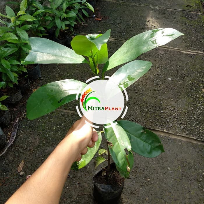 Bibit Pohon Buni Bibit Pohon Huni Bibit Tanaman Buni Bibit Tanaman Huni