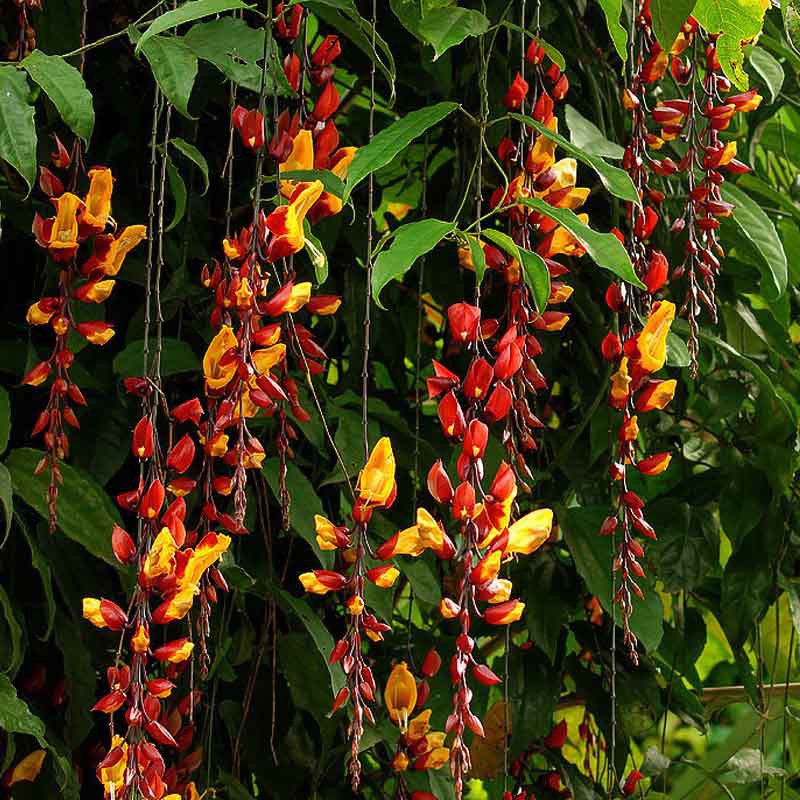 Tanaman Hias Flame Irian Coklat Shopee Indonesia