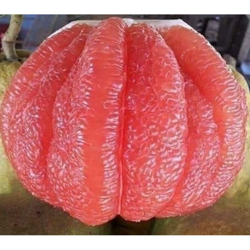 Bibit Jeruk Bali Madu Super Shopee Indonesia