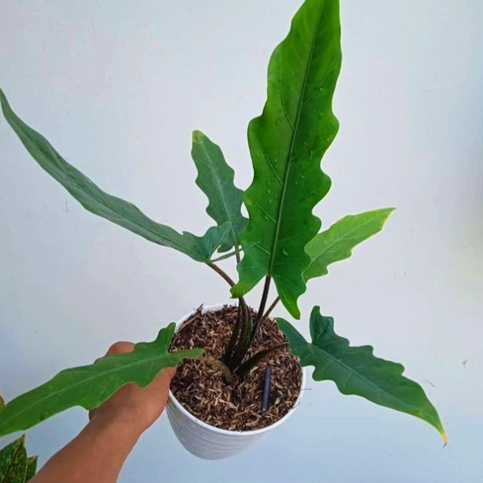 Harga Keris Papua Terbaru Oktober 2021 | BigGo Indonesia