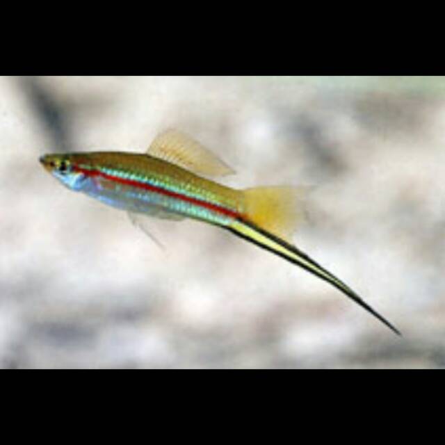 Ikan ekor pedang Swordtail | Shopee Indonesia