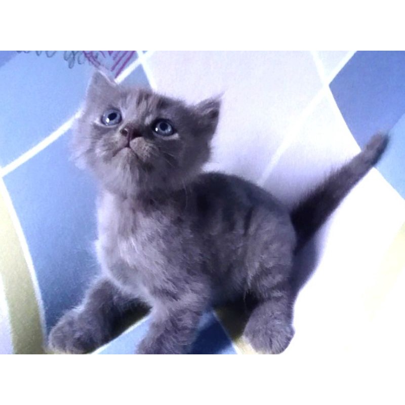British Shorthair Kitten Harga Online Shopping, Save 55 jlcatj.gob.mx