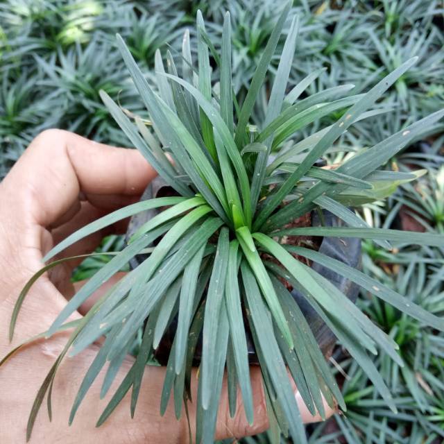 Tanaman indoor rumput kucai mini kucai mini Shopee Indonesia