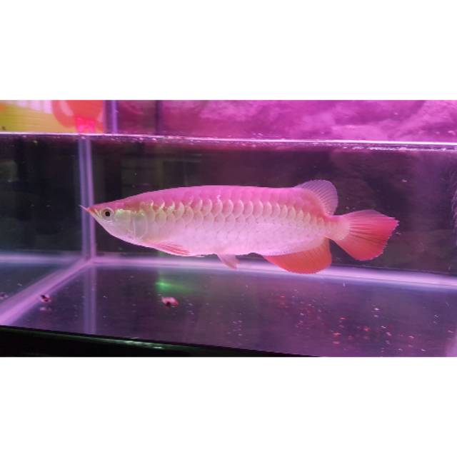 Jual Ikan arwana golden red ukuran 30 cm Shopee Indonesia