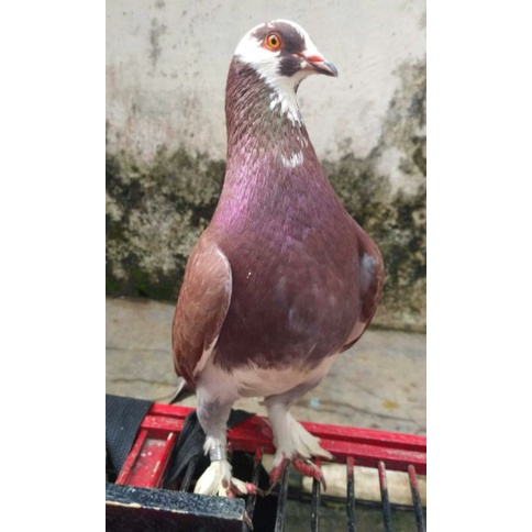 Jual Sepasang Merpati Kolong Full Jembros Prospek | Shopee Indonesia