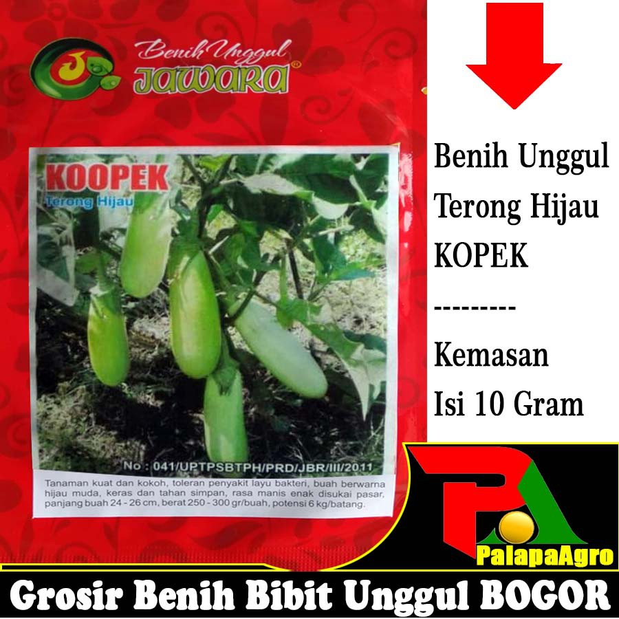 Bibit Terong Lalap Panah Merah BIBIT TAMAN