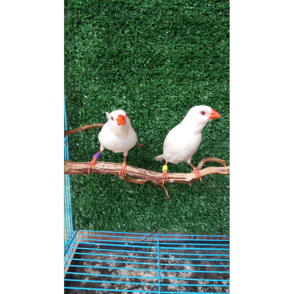 Burung Finch Import Pinsta Albino Mata Merah siap ternak