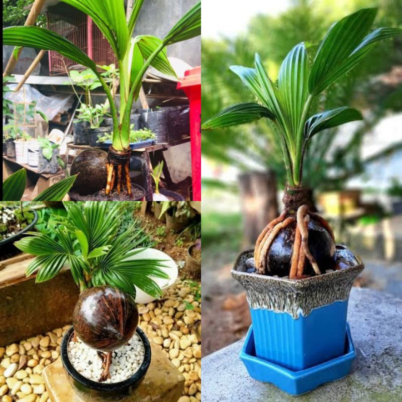Jual Bernilai Tinggi!!! Bahan Bonsai Kelapa Hibrida Hijau Indonesia|Shopee  Indonesia