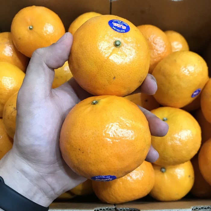 14+ Inspirasi Paling Baru Gambar Buah Jeruk Medan