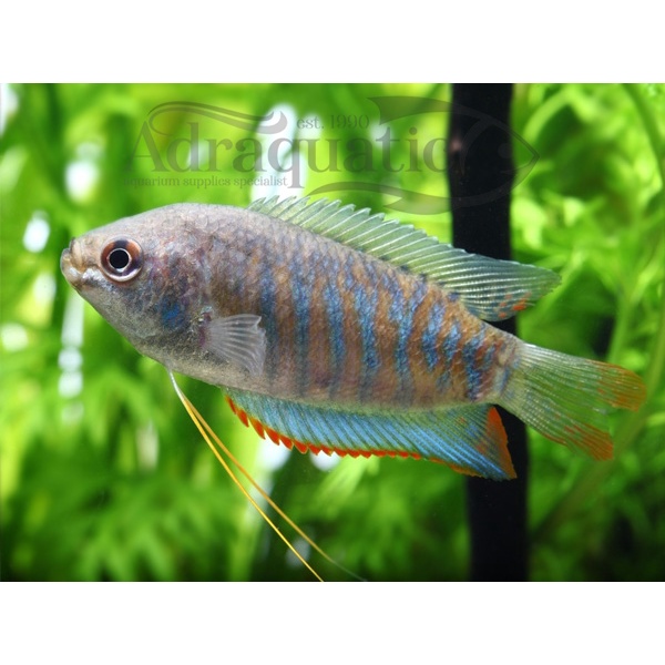 Jual (BANDUNG) IKAN HIAS CHUNA FASCIATA CHUNANG PSIATA TRICHOGASTER