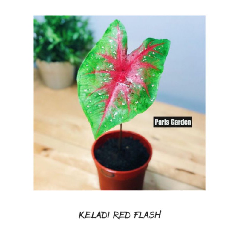 Nama Latin Keladi Red Star