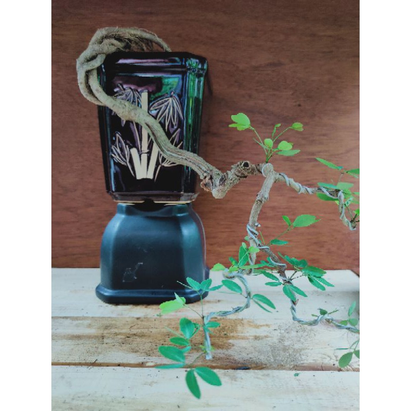 Jual Bonsai Asem Londo Cascade Small Indonesia|Shopee Indonesia