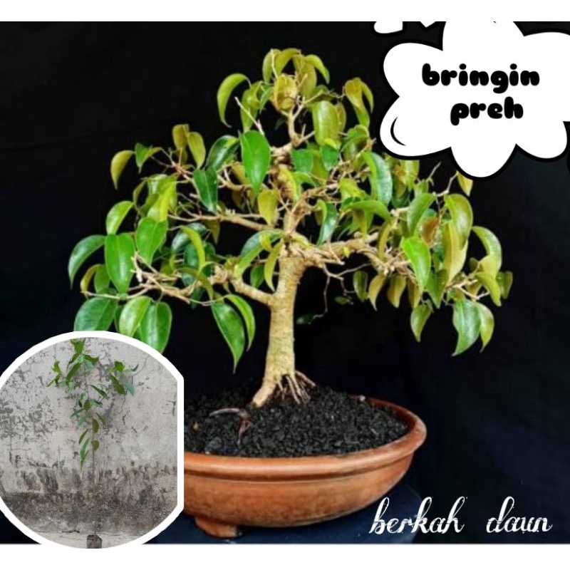 Jual Bibit Beringin Preh (Bahan Bonsai) Indonesia|Shopee Indonesia