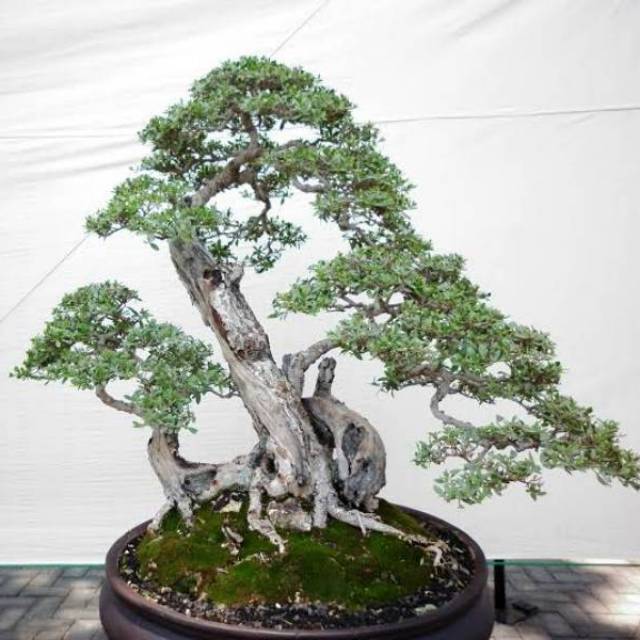 Jual Biji Bonsai Santigi 1500 Biji Indonesia|Shopee Indonesia