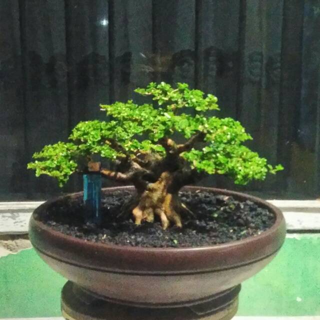 Jual Bonsai Sancang Indonesia|Shopee Indonesia