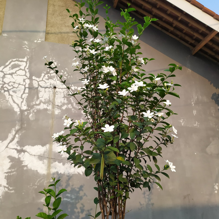 Jual Bonsai Melati Yasmin Tanaman Bonsai Indonesia|Shopee Indonesia