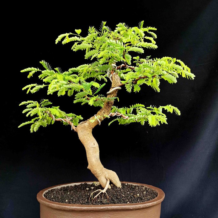 Jual Bonsai Pohon Asem Asam Jawa Informal Tanaman Hias Cantik  Indonesia|Shopee Indonesia