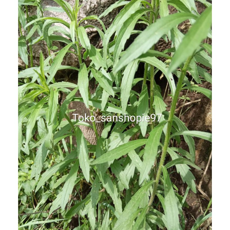 Daun jalantir segar 500gr Shopee Indonesia
