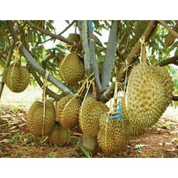 Ready Tanaman Bibit Buah Durian Montong / Duren Monthong Shopee Indonesia